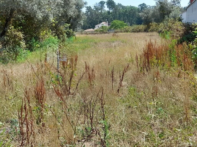 Terreno para Venda em Guia, Ilha e Mata Mourisca Foto 3