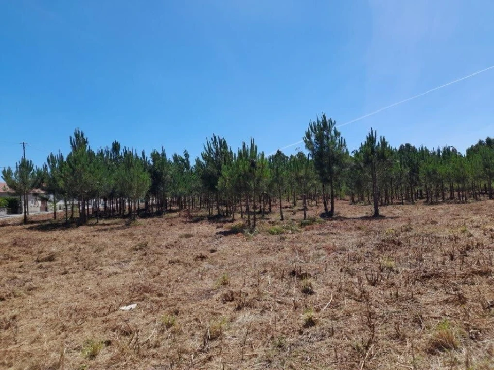 Terreno para Venda em Vieira de Leiria Foto 10