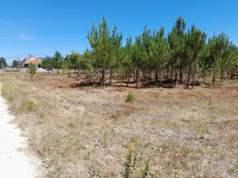 Terreno para Venda em Vieira de Leiria Foto 8