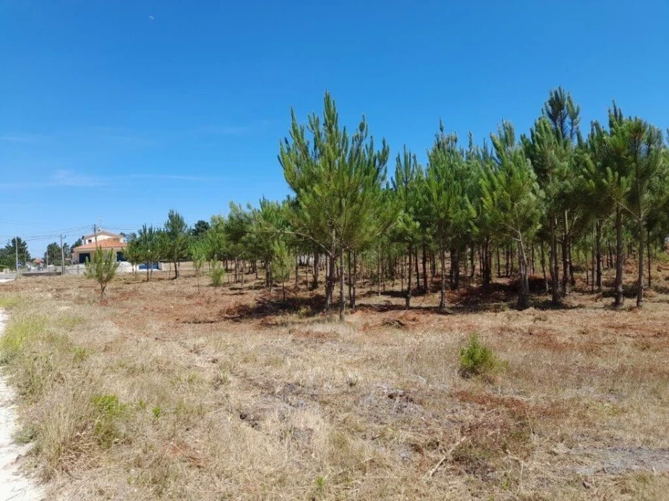 Terreno para Venda em Vieira de Leiria Foto 7