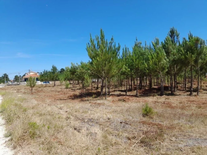Terreno para Venda em Vieira de Leiria Foto 7