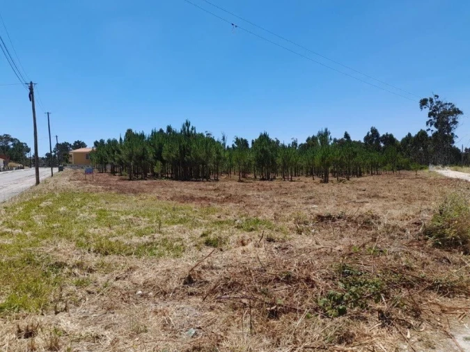 Terreno para Venda em Vieira de Leiria Foto 3