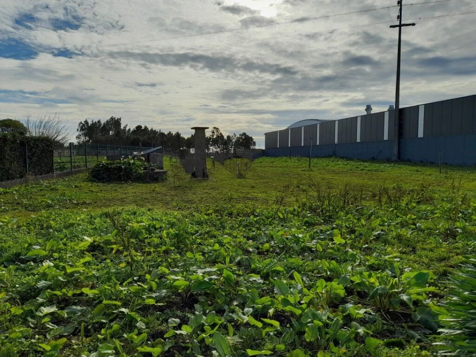 Terreno para Venda em Guia, Ilha e Mata Mourisca Foto 11