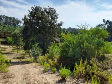 Terreno para Venda em Bidoeira de Cima