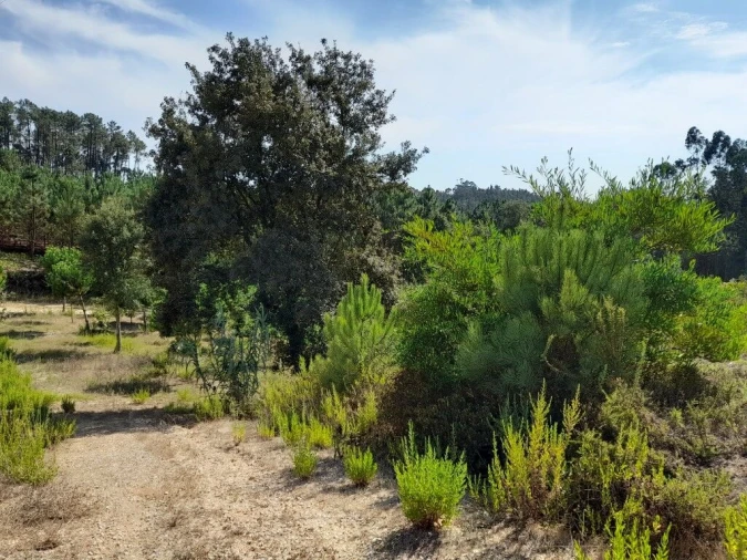 Terreno para Venda em Bidoeira de Cima Foto 3