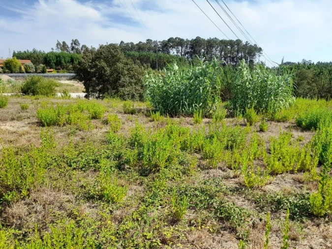 Terreno para Venda em Bidoeira de Cima Foto 7