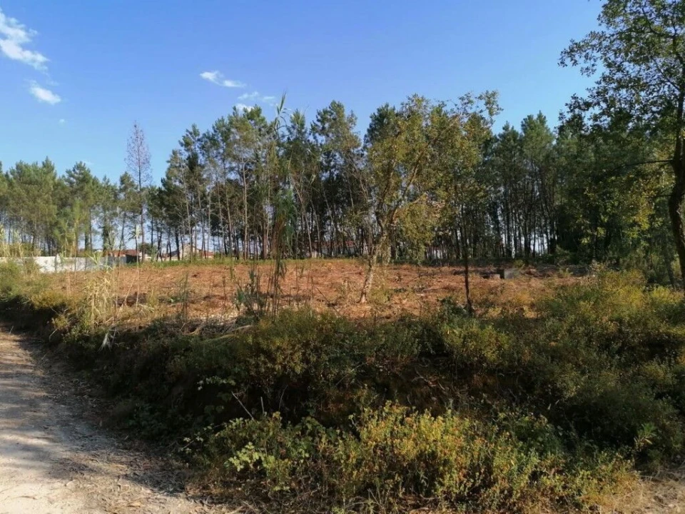 Terreno para Venda em Bajouca Foto 3