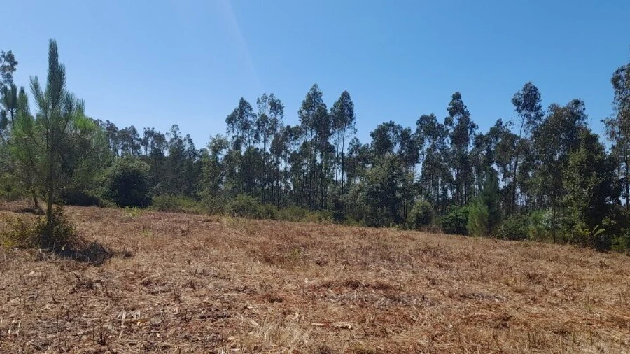 Terreno para Venda em Bajouca