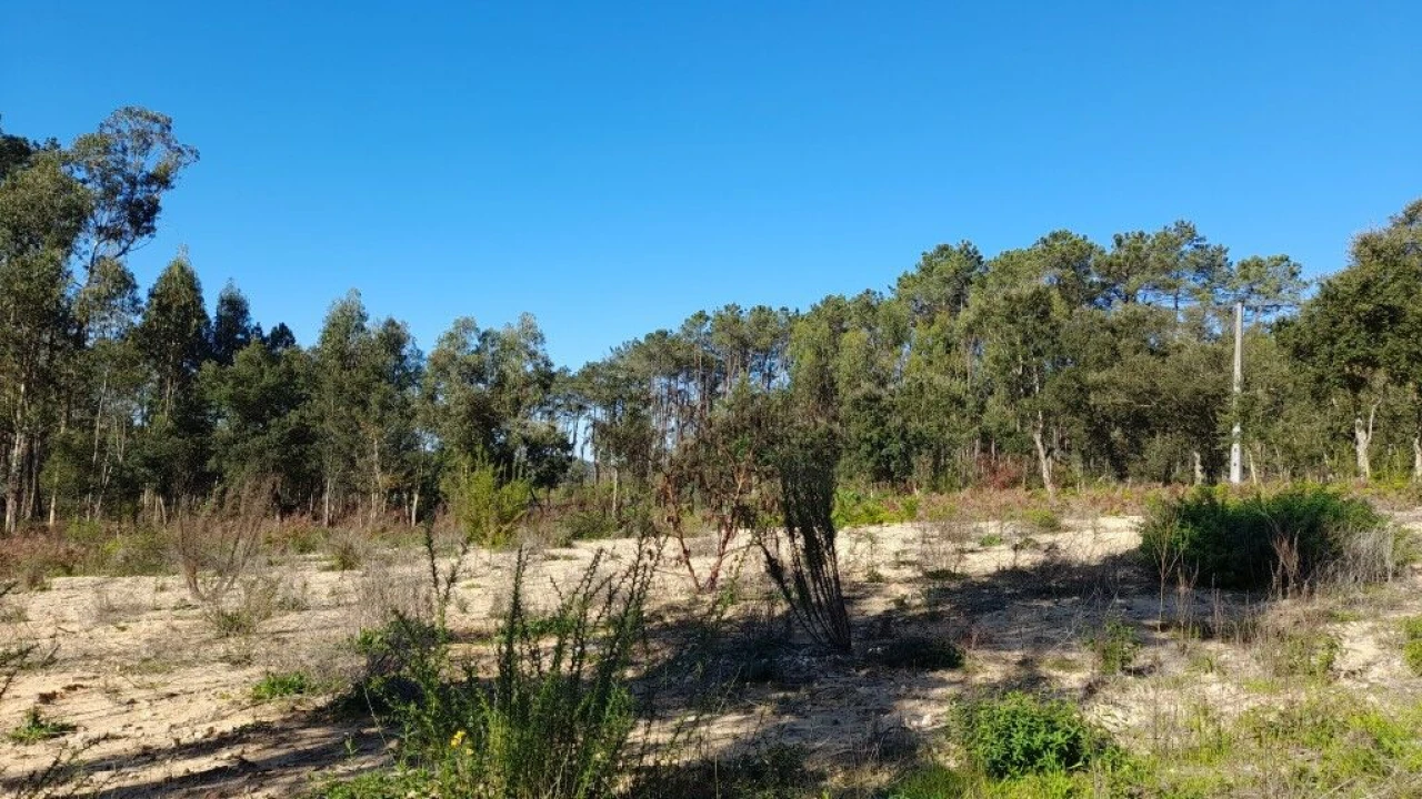 Terreno para Venda em Souto da Carpalhosa e Ortigosa Foto 7