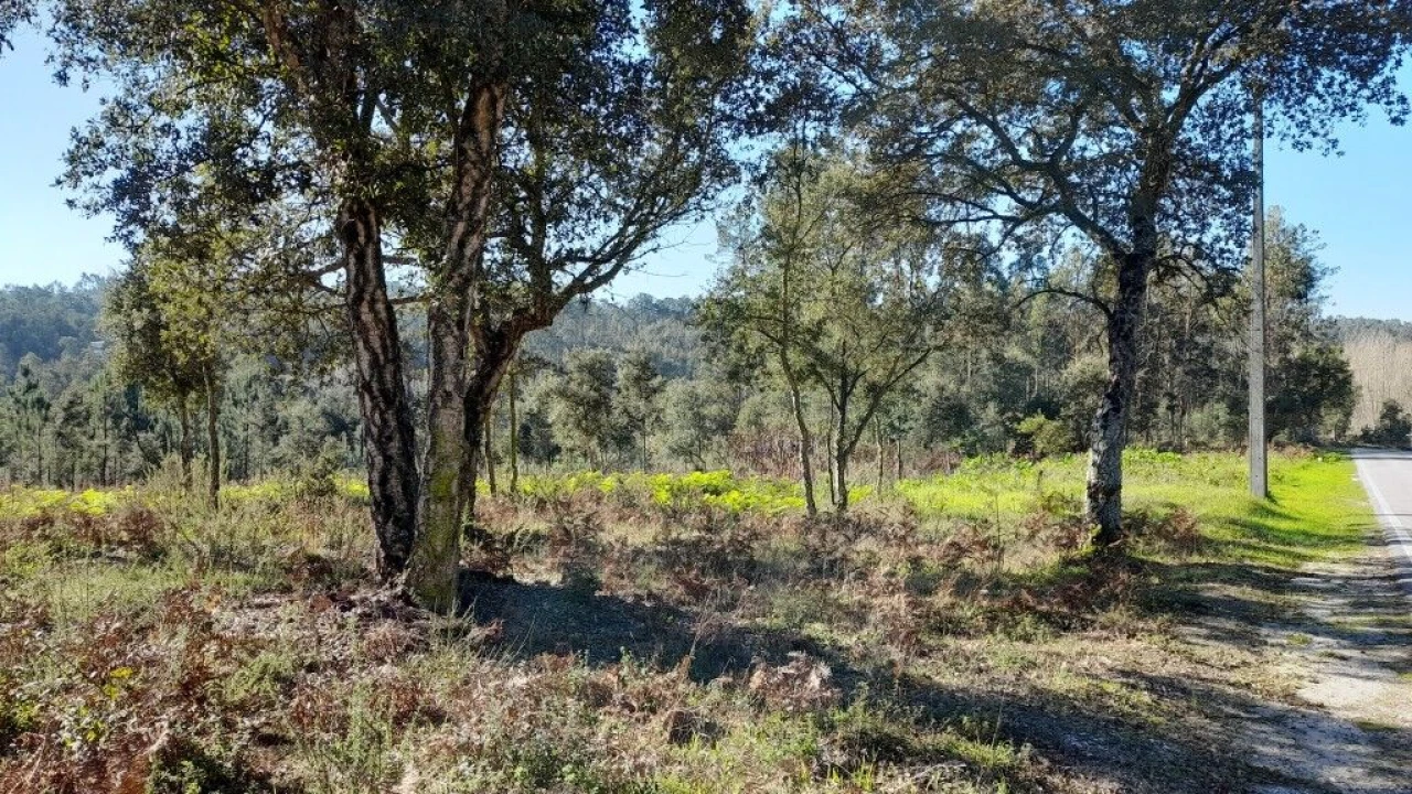 Terreno para Venda em Souto da Carpalhosa e Ortigosa Foto 5