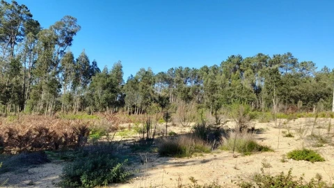 Terreno para Venda em Souto da Carpalhosa e Ortigosa