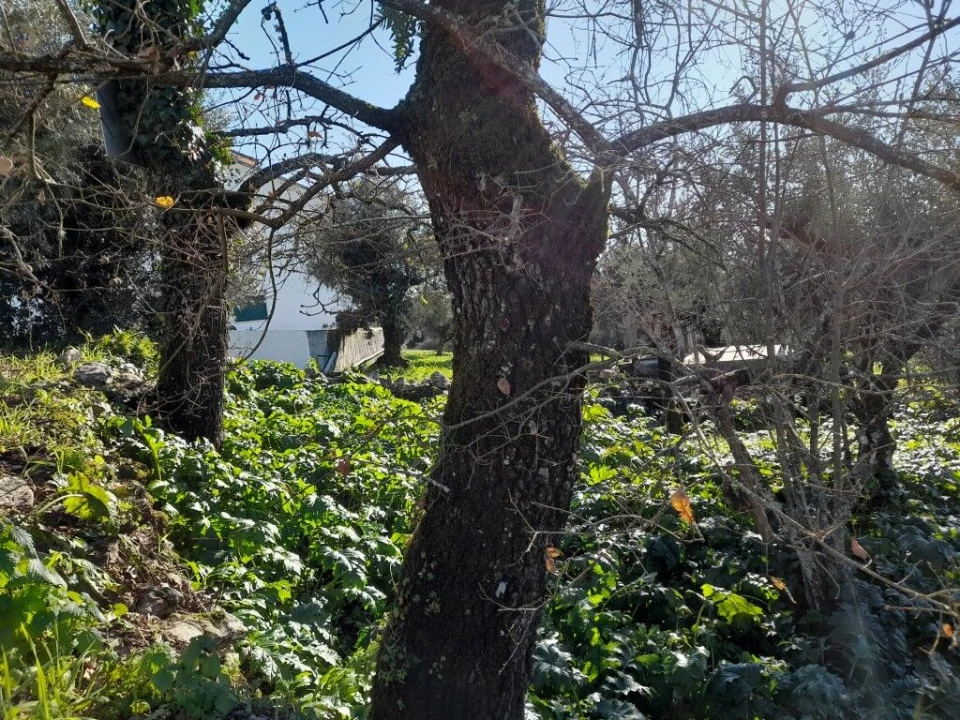 Terreno para Venda em Ansião Foto 5