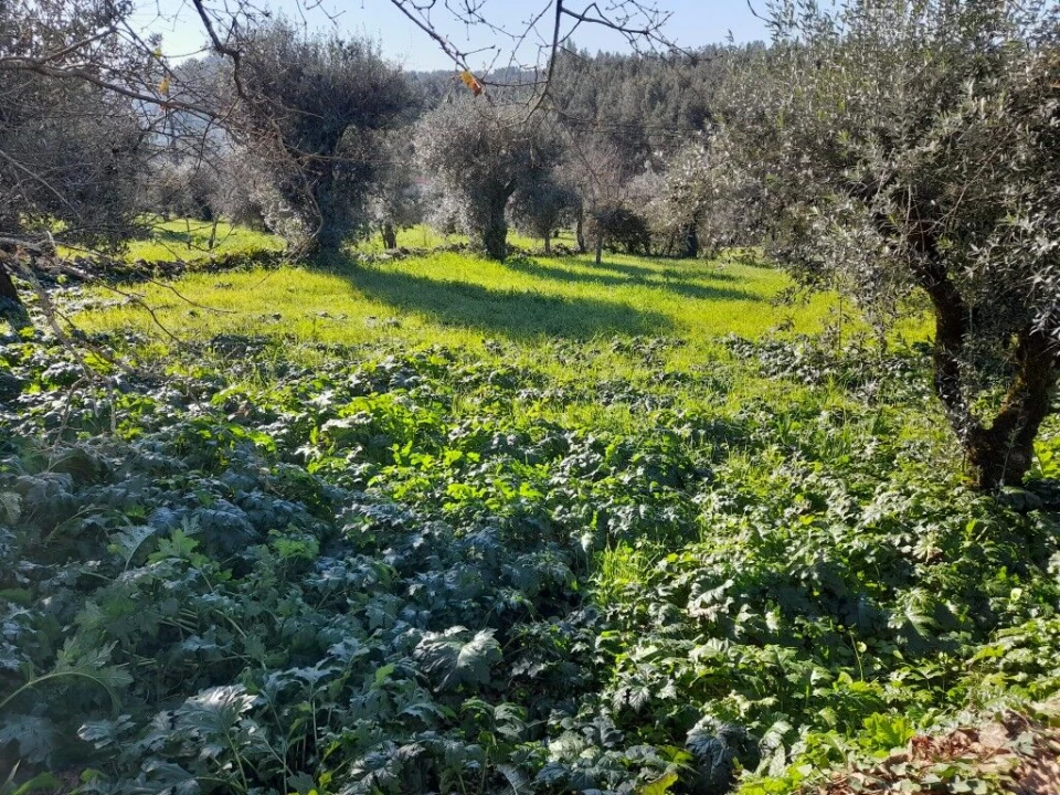 Terreno para Venda em Ansião Foto 6