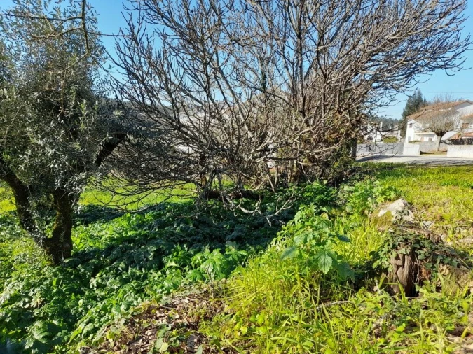 Terreno para Venda em Ansião Foto 4