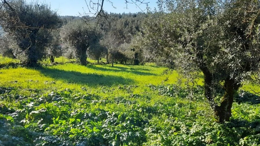 Terreno para Venda em Ansião