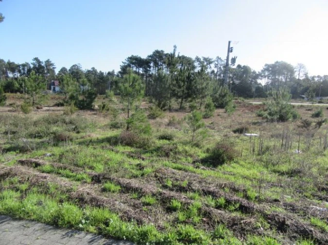 Terreno para Venda em Vieira de Leiria Foto 2