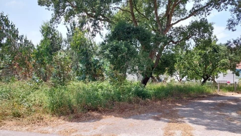 Terreno para Venda em Monte Real e Carvide