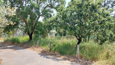 Terreno para Venda em Monte Real e Carvide