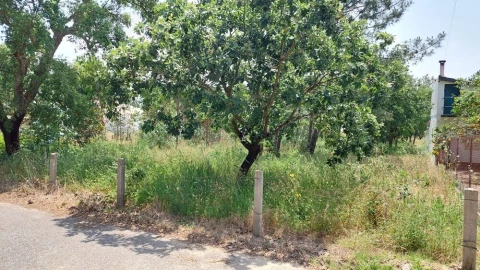 Terreno para Venda em Monte Real e Carvide