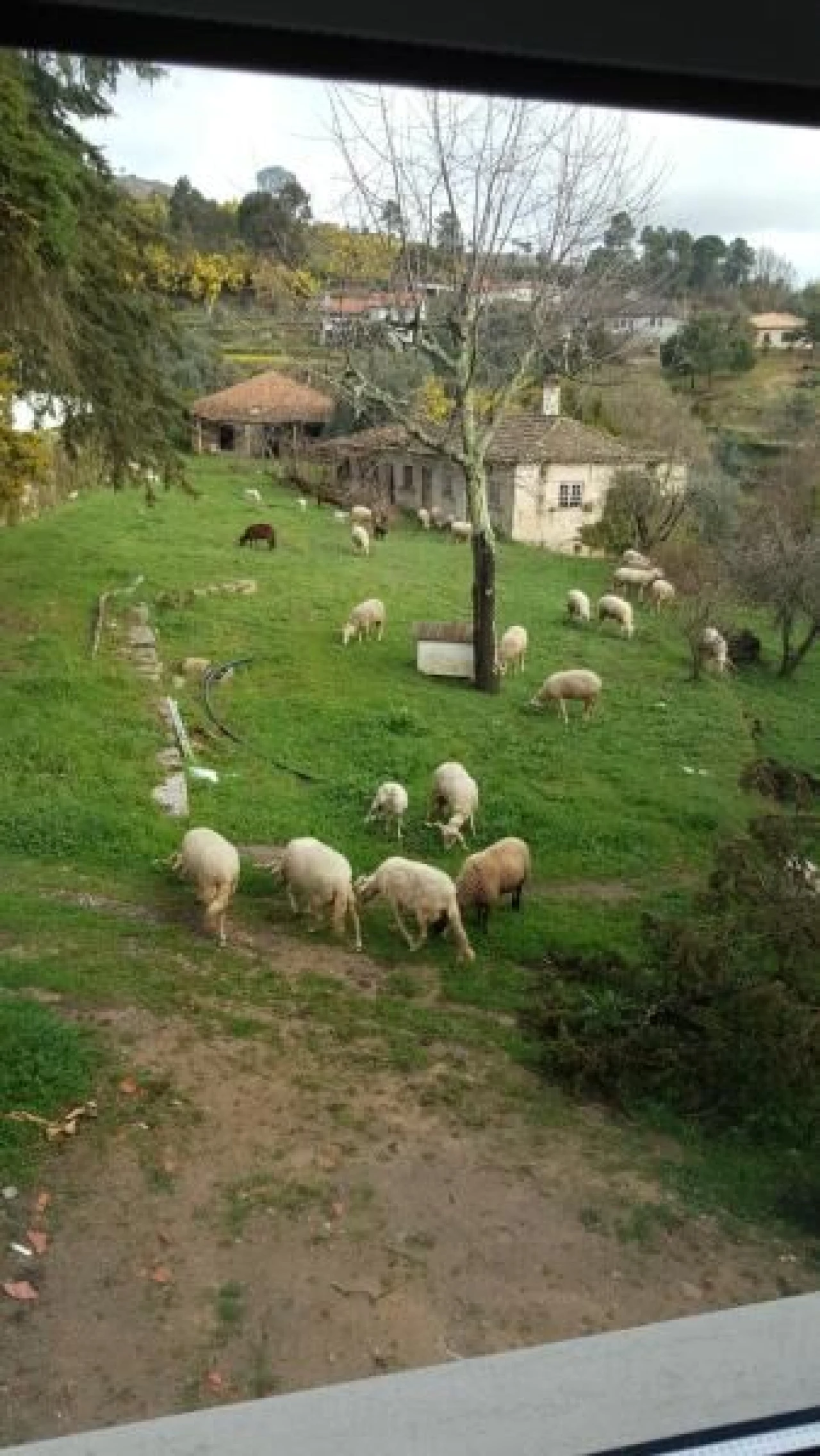 Quinta T20 para Venda em Abrunhosa-A-Velha Foto 14