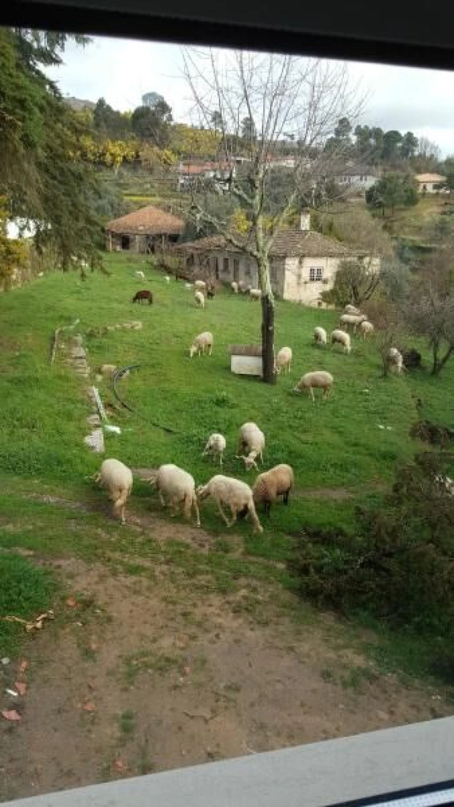 Quinta T20 para Venda em Abrunhosa-A-Velha Foto 14