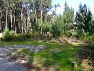 Terreno para Venda em Monte Real e Carvide