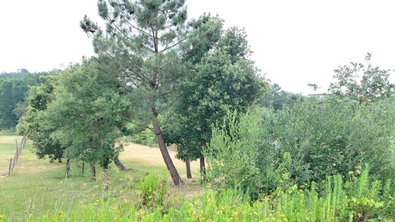Terreno para Venda em Leiria, Pousos, Barreira e Cortes Foto 6