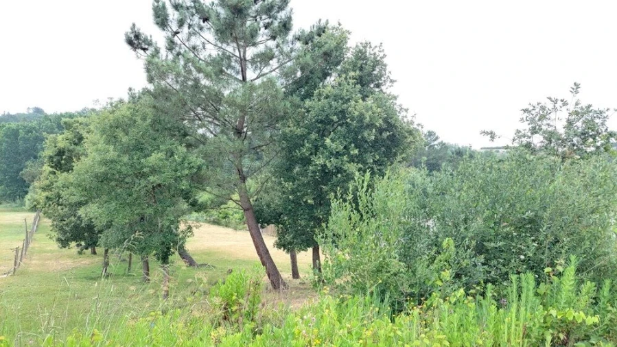 Terreno para Venda em Leiria, Pousos, Barreira e Cortes Foto 6
