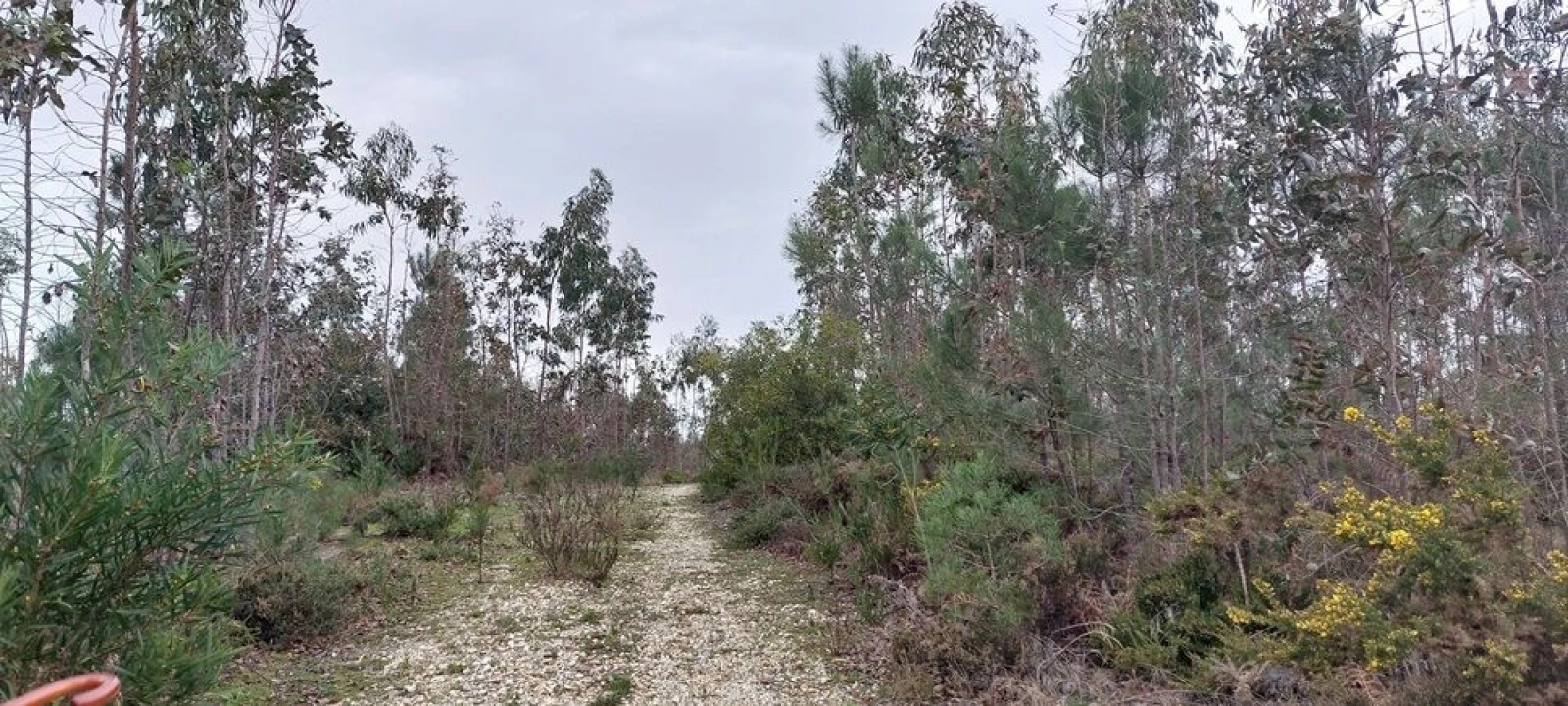 Terreno para Venda em Monte Real e Carvide Foto 7