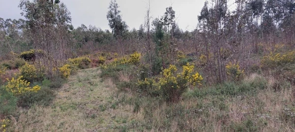 Terreno para Venda em Monte Real e Carvide