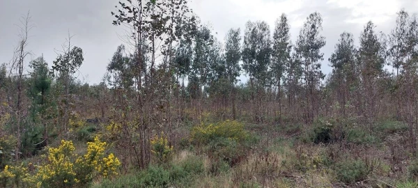 Terreno para Venda em Monte Real e Carvide