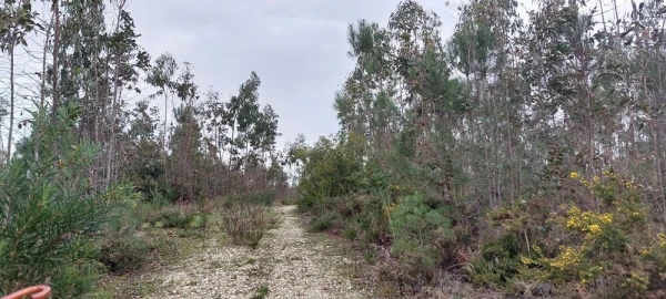 Terreno para Venda em Monte Real e Carvide