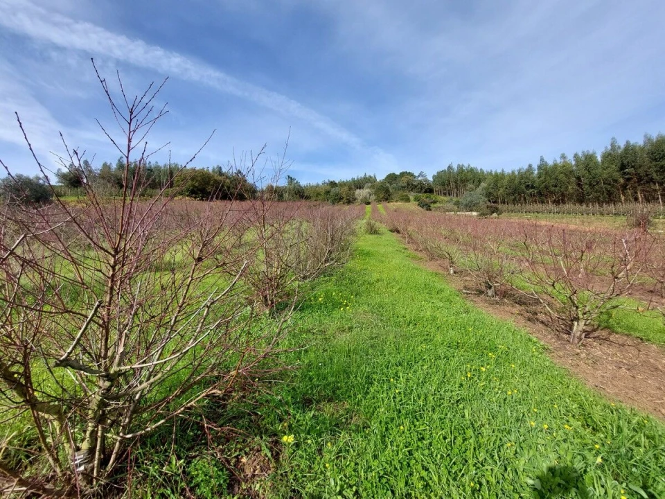 Terreno para Venda em Alvorninha Foto 2