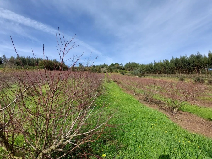 Terreno para Venda em Alvorninha Foto 3