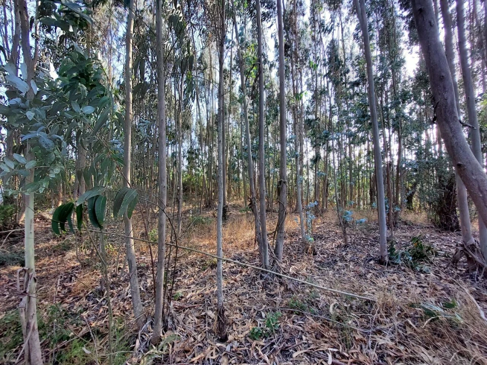 Terreno para Venda em A dos Francos Foto 11