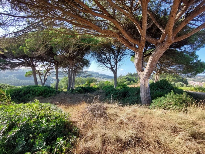 Terreno para Venda em A dos Francos Foto 4