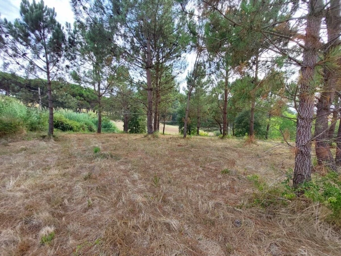Terreno para Venda em Salir de Matos Foto 10