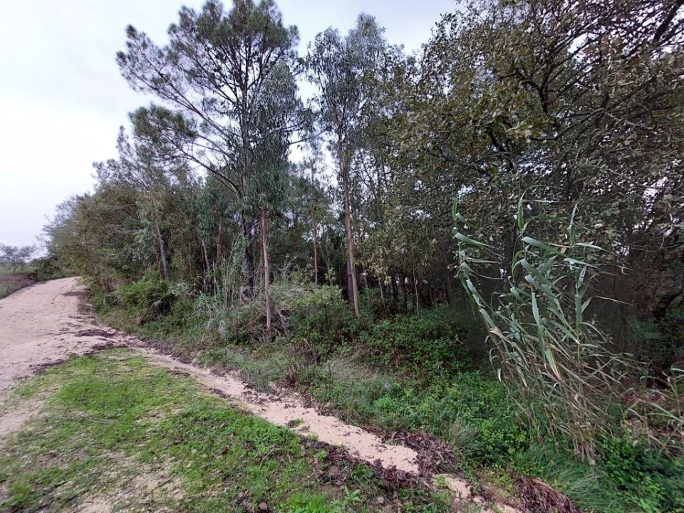 Terreno para Venda em Salir de Matos Foto 7