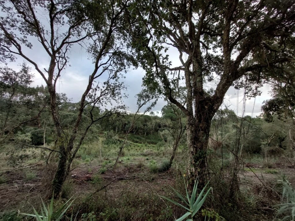 Terreno para Venda em Salir de Matos Foto 10
