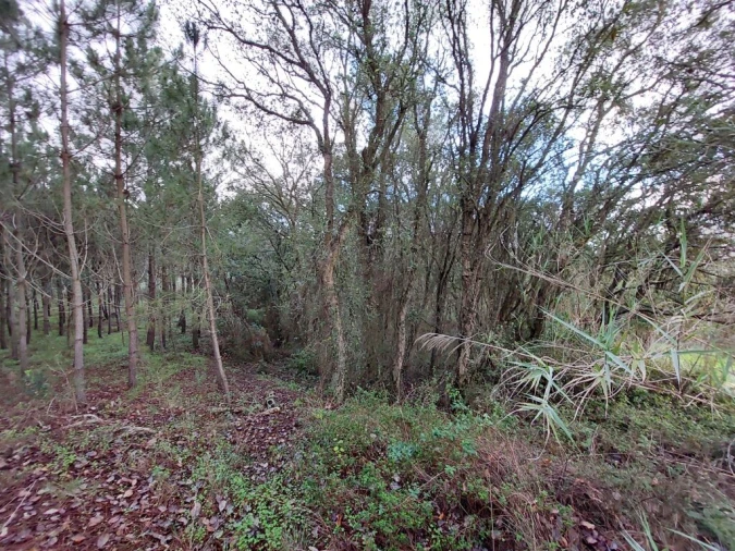Terreno para Venda em Salir de Matos Foto 4