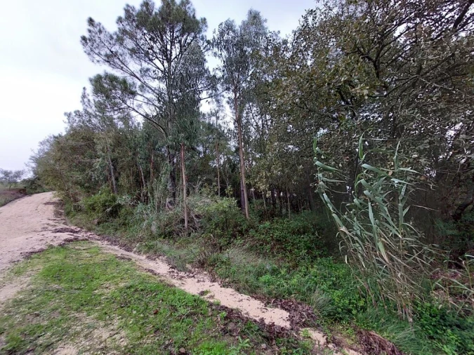 Terreno para Venda em Salir de Matos Foto 7