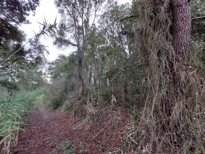 Terreno para Venda em Salir de Matos Foto 9