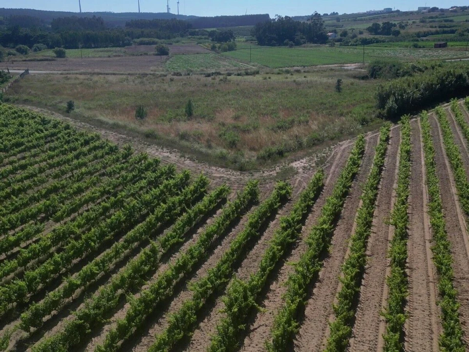 Terreno para Venda em Reguengo Grande Foto 8