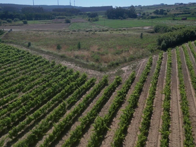 Terreno para Venda em Reguengo Grande Foto 8