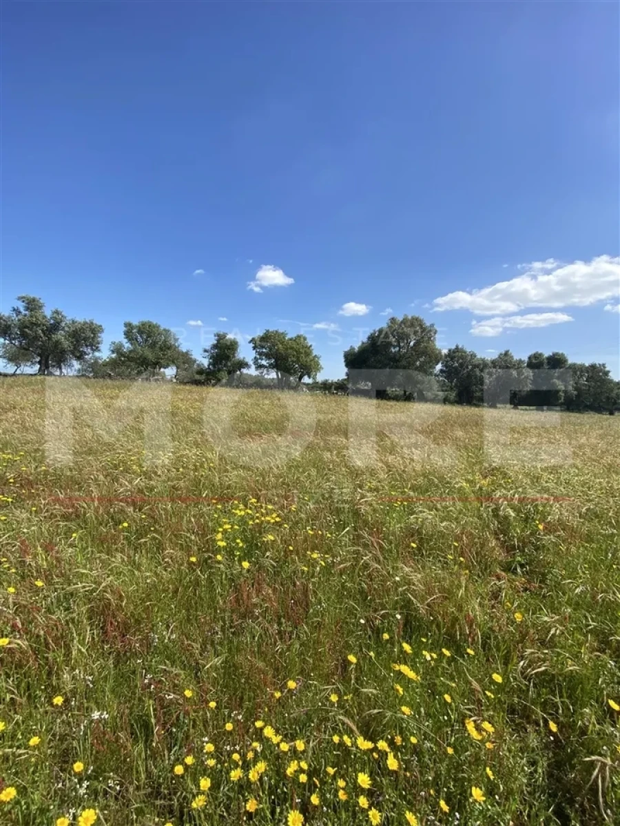 Terreno para Venda em Alcaçovas Foto 5