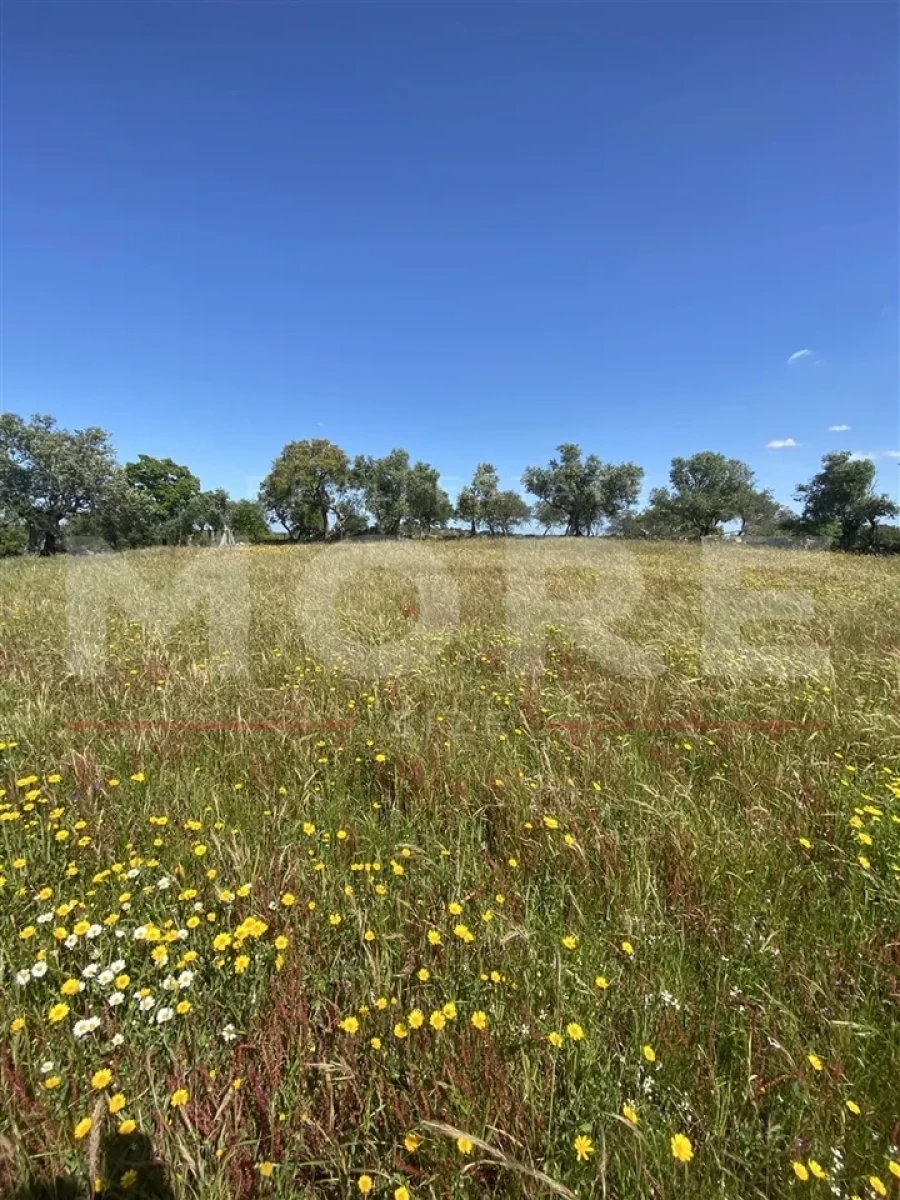 Terreno para Venda em Alcaçovas Foto 4