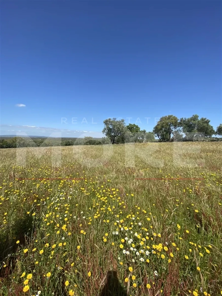 Terreno para Venda em Alcaçovas Foto 3