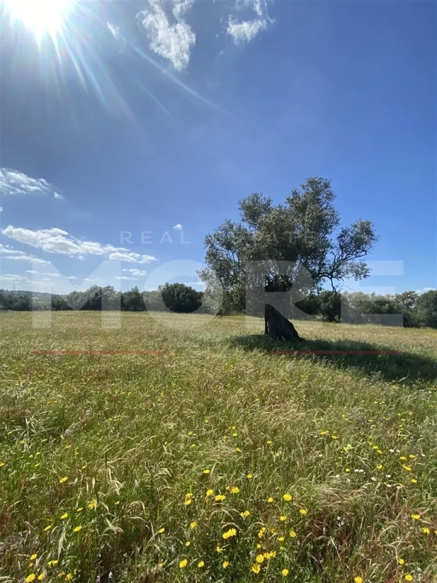 Terreno para Venda em Alcaçovas Foto 1