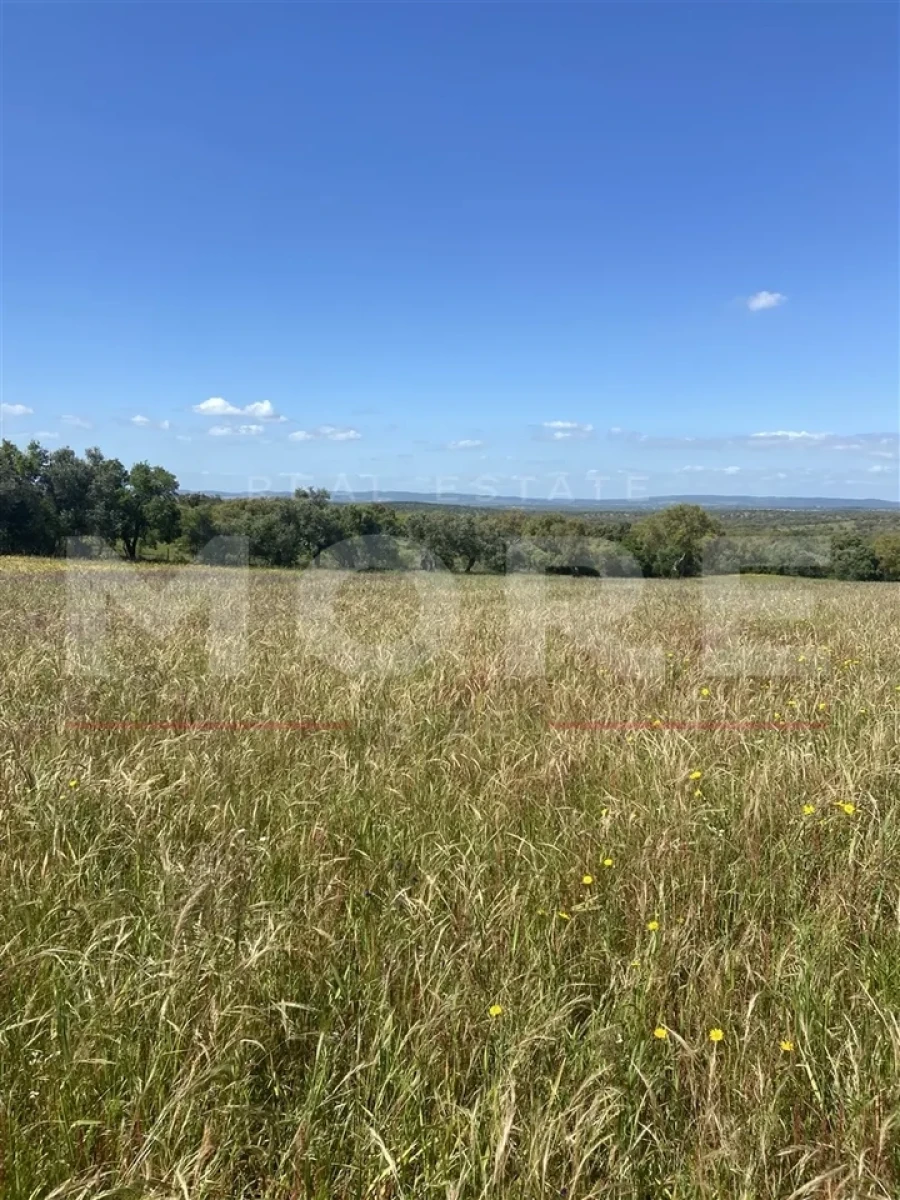 Terreno para Venda em Alcaçovas Foto 7