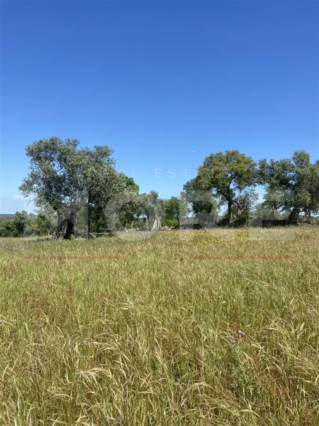 Terreno para Venda em Alcaçovas Foto 8